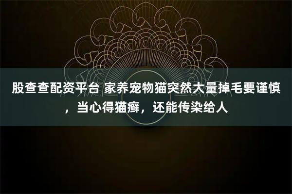 股查查配资平台 家养宠物猫突然大量掉毛要谨慎，当心得猫癣，还能传染给人